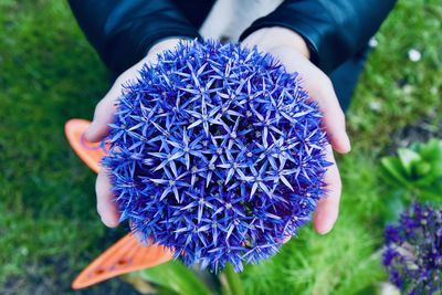 Close-up of hand holding purple flower