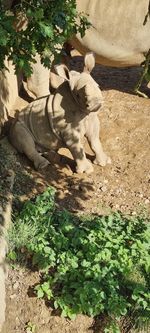 High angle view of animal on land