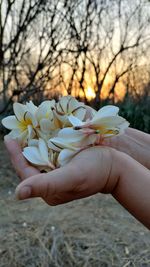 Close-up of hand holding white flowering plant