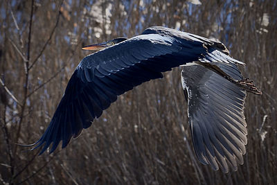 Close-up of bird flying