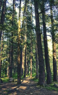Trees in park