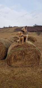 View of giraffe on field against sky