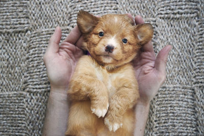 Man holding cute puppy in palms of hands. cute nova scotia duck tolling retriever looking at camera