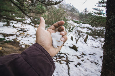 Close-up of person hand holding snow by tree trunk