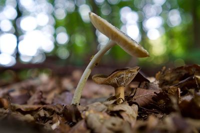 Close-up of dried mushroom growing on field