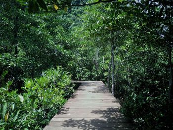 Footpath amidst trees in forest