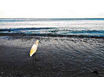 View of birds in sea