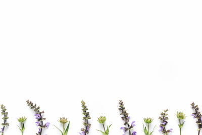 Low angle view of flower trees against clear sky