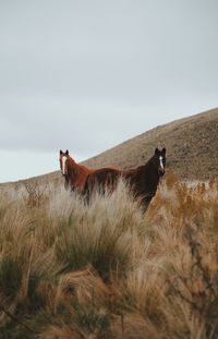 Horse standing in a field