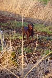 Brown dog on land