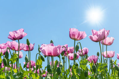 Close-up of pink tulips on field against sky