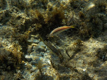 View of fish in sea