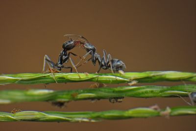 Ants fighting on plant stem