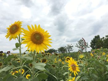 Sunflower field against cloudy sky