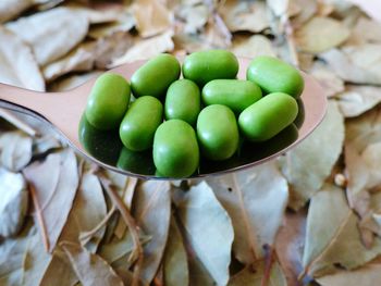 Close-up of green candies on spoon over dry leaves