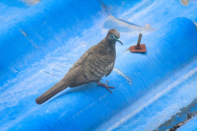 High angle view of bird perching on swimming pool