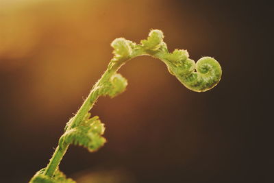 Close-up of green leaf against black background