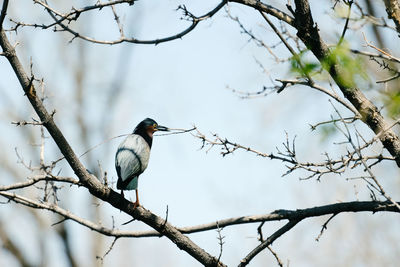 Low angle view of bird perching on branch