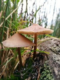 Close-up of mushroom