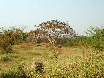 Trees on field against clear sky