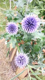High angle view of purple flowers