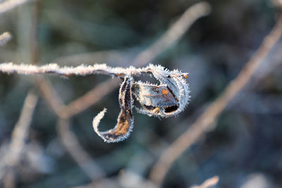 Close-up of frozen plant