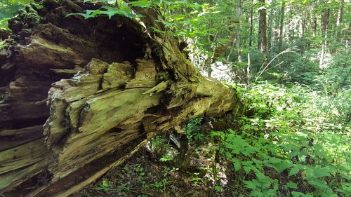 Close-up of tree stump in forest