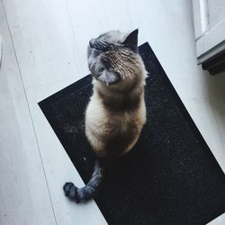 High angle view of cat sitting on floor
