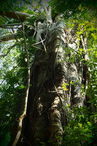 Close-up of tree trunk in forest