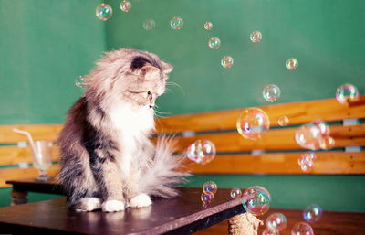 Close-up of a cat