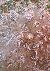 Full frame shot of dry plants