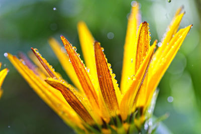 Close-up of wet yellow flower