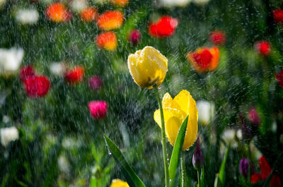 Close-up of yellow flowers blooming outdoors