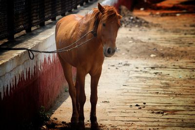 Horse standing on land