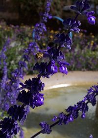 Close-up of purple flowering plants