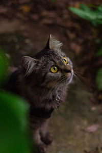 Close-up of a cat looking away