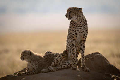 Cheetahs sitting on rock in forest