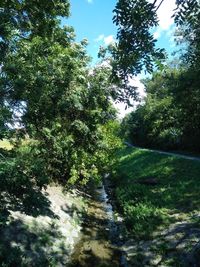 Trees in forest against sky