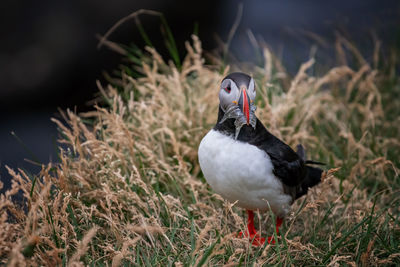 Close-up of bird perching on grass