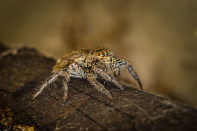 Close-up of spider