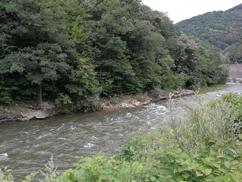 Scenic view of river flowing through forest