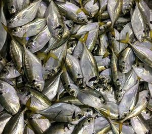 Full frame shot of fish