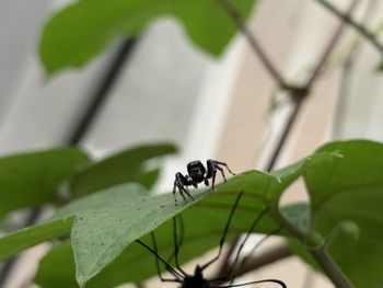 Close-up of fly on leaf