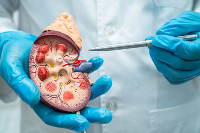 Midsection of dentist holding dentures