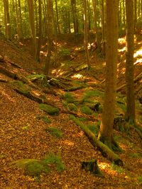 Trees in forest