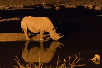 Close-up of an animal on rock at night