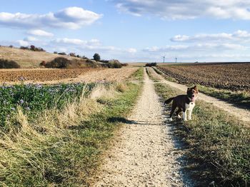 Dog lying down on land