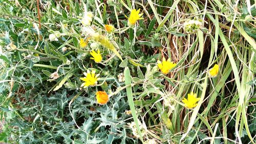 Close-up of yellow flowers blooming on field
