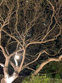 Full frame shot of illuminated tree at night