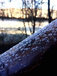 Close-up of frozen tree during winter